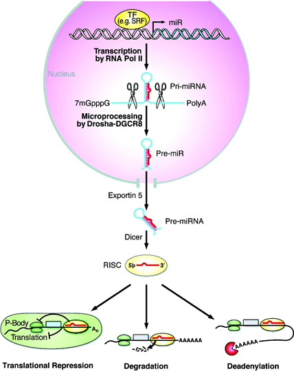 MicroRNA2342.png